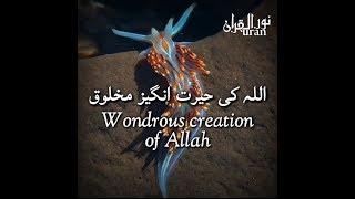 Wondrous Creation of Allah - Allah ki hairat angez maqlooq - NurulQuran
